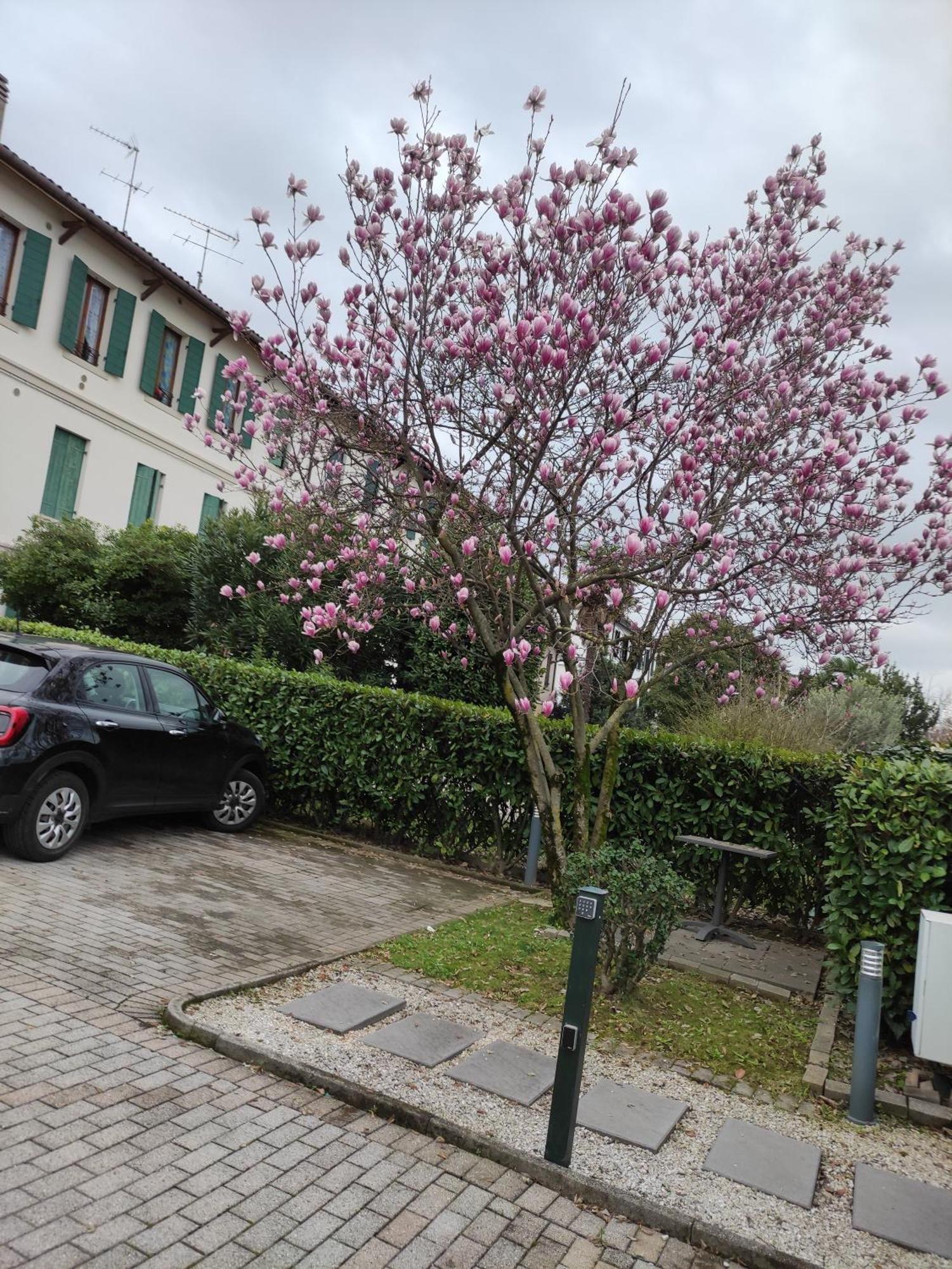 Casa Della Magnolia Villa โกเนลยาโน ภายนอก รูปภาพ